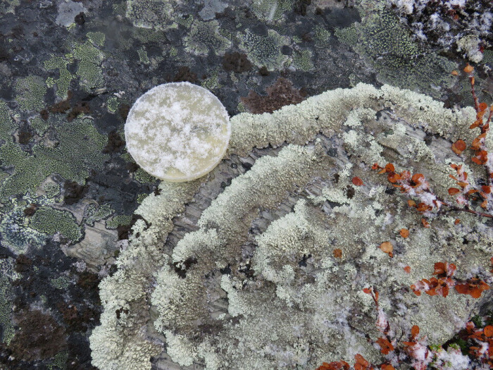 Grey and rust coloured lichen growing on a rock.