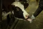 A farm cow licks a petri dish being held before it.