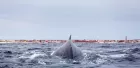 The back of a whale breaches the sea off the coast of Norway.