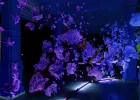 Purple, blob-like shapes in a dark space. 